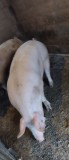 Porci de carne