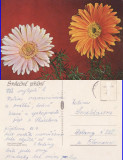 Ilustrata Cehia-Felicitare flori, Circulata, Printata