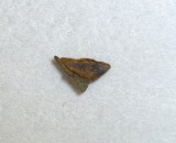 Lonchodomas sp trilobit din Ordovician, Scotia UK