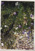 Bnk cp Iasi - Gradina botanica - Platycodon - necirculata, Printata
