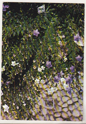 bnk cp Iasi - Gradina botanica - Platycodon - necirculata foto