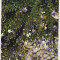 bnk cp Iasi - Gradina botanica - Platycodon - necirculata