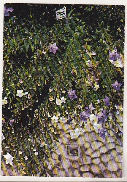 bnk cp Iasi - Gradina botanica - Platycodon - necirculata