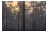 Tablou Canvas, "Răsăritul misterios &icirc;n pădurea deasă", Ceață, Pădure, Copaci, Mister, Răsărit, Lumină, Siluete, Tranquilitate, Natură, Serenitate, 39