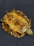 Fosila Relicva Broscuta testoasa acvatica de decor Conservata,superba si completa,achizitie SUA broasca 8/6,5 cm,America