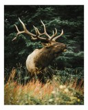 Tablou Canvas, "Cerbul măreț &icirc;n pădurea verde", Cerb, Impunător, Pădure, Natură, Coarne, Vegetație, Sălbăticie, Eleganță, Putere, Tranquilitate, 26 x