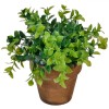 Flori in Ghiveci, OffLimits, model Bonsai, 15 cm