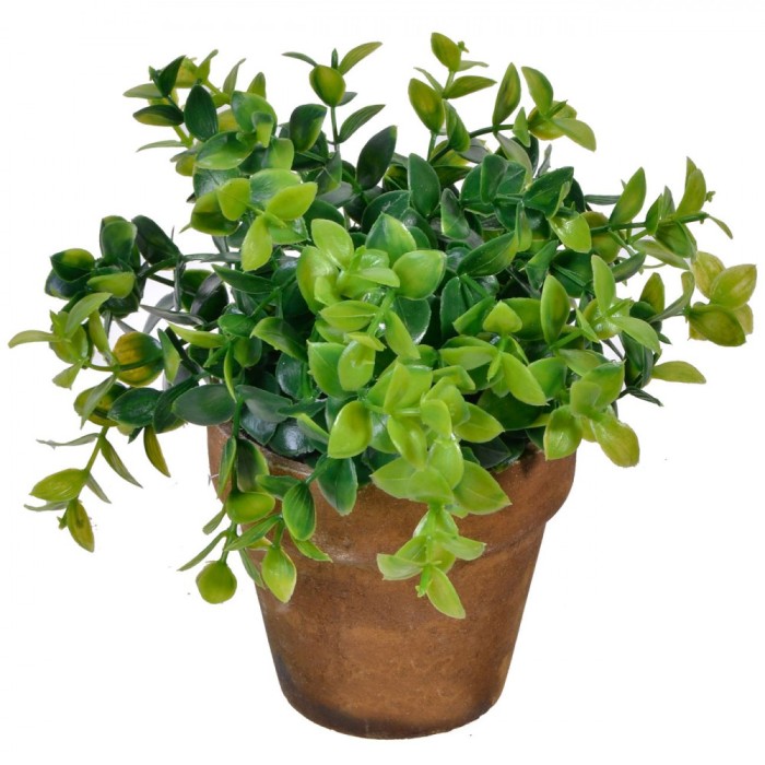 Flori in Ghiveci, OffLimits, model Bonsai, 15 cm