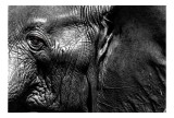 Tablou Canvas, "Elefantul &icirc;nțelept al savanei africane", Elefant, Textură, Ochi, Piele, Detaliu, Umbre, Contrast, Monocrom, Riduri, 39 x 26 cm, CMCLAS