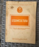 LEGUMICULTURA - MANUAL PENTRU SCOLI MEDII TEHNICE SI PROFESIONALE VITICOLE , POMICOLE SI AGRICOLE , 1951