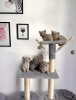 Fetițe și băieței British Shorthair