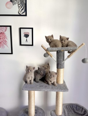 Fetițe și băieței British Shorthair foto