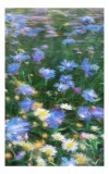 Tablou Canvas Flori de C&acirc;mp - Natură și Delicatitudine, 26 x 39 cm, CMCLASS