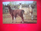 HOPCT 14874 LAMA- [LAMA GLAMA] - -FAUNA - -NECIRCULATA