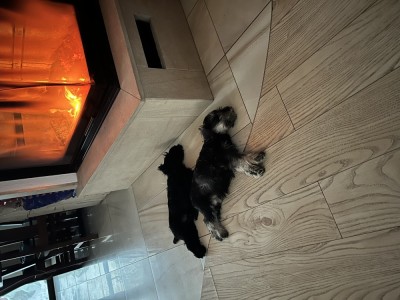 Vand schnauzer pitic foto