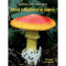 Ghidul culegatorului de ciuperci - 555 de specii-Locsmandi Csaba?Vasas Gizella