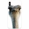 Husa silicon pentru Apple Iphone X, Emu