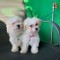 Bichon Frise