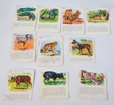 Lot cartonase Animale din Continente foto