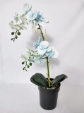 Cumpara ieftin Orhidee silicon albastră