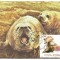 (No2) ilustrata maxima-FOCA