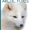 Arctic Foxes