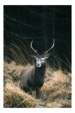 Tablou Canvas, "Cerbul singuratic &icirc;n luminișul pădurii", Cerb, Pădure, Iarbă, Toamnă, Sălbăticie, Natură, Corn, Eleganță, Frumusețe, 26 x 39 cm, CMCLA