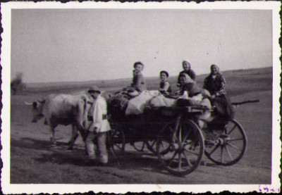 HST M498 Poză car cu boi 1944 Transilvania foto