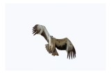 Tablou Canvas, "Zborul măiestrit al păsării de pradă", Pasăre, Zburătoare, Majestică, Cer, Aripi, Pene, V&acirc;nătoare, Pradă, Natură, Aerodinamică, 39 x 2