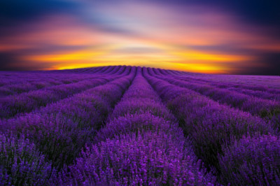 Fototapet autocolant Camp lavanda, rasarit de soare, 400 x 250 cm foto