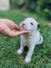 Puiuți Amstaff de vanzare
