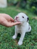 Puiuți Amstaff de vanzare