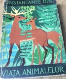 LITR27 Instantanee di viata animalelor - Ionel Pop