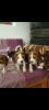 Beagle tricolor, Royal Canin
