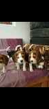 Beagle tricolor