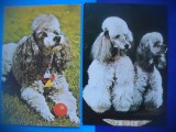 HOPCT LOT 2122 CANICHE CAINI DE RASA -2 CARTI POSTALE-NECIRCULATE, Necirculata, Printata