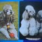 HOPCT LOT 2122 CANICHE CAINI DE RASA -2 CARTI POSTALE-NECIRCULATE