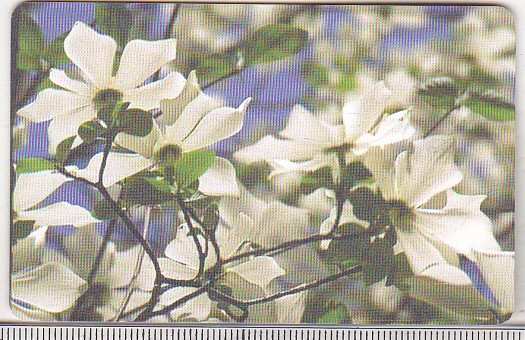 bnk card Cartela telefonica 2001 - Flori 3 - RO-ROM-0116B