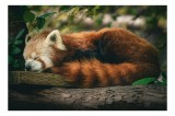 Tablou Canvas urs roșu somnoros pentru odihnire și relaxare &icirc;n natură, 39 x 26 cm, CMCLASS