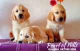 Pui Golden Retriever de calitate