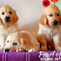 Pui Golden Retriever de calitate