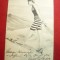 Ilustrata - Femeie in costum de baie 1902 francata cu per. 5 filler ,circ.Tulcea