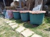 Prune țuică /pălincă