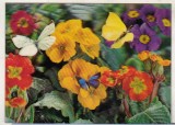 bnk cp Carte postala 3D - Fluturi - Japonia Wonder Co SSP-112