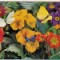 bnk cp Carte postala 3D - Fluturi - Japonia Wonder Co SSP-112