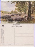 Pantelimon - Bucuresti - Tipuri, bivolite-Marvan