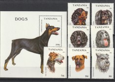 Fauna, caini de rasa ,Tanzania.