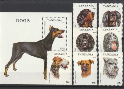 Fauna, caini de rasa ,Tanzania. foto