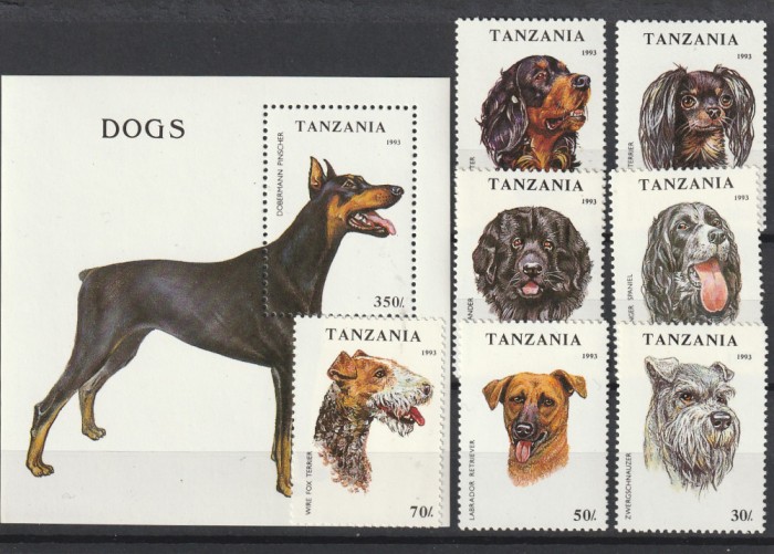 Fauna, caini de rasa ,Tanzania.