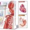 Anatomy Flash Cards